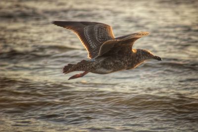 Bird flying over sea