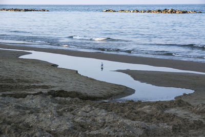 View of birds on beach