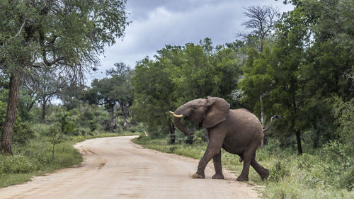 View of elephant on road amidst trees