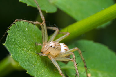 Close-up of spider on leaf