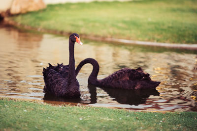A couple of black swan
