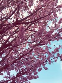 Low angle view of trees against sky