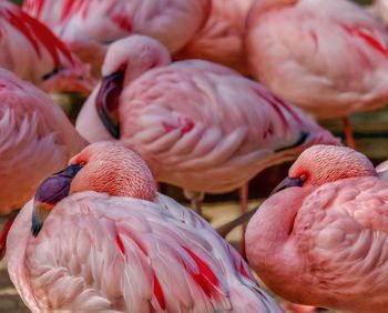 Close-up of birds