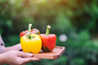 Close-up of hand holding fruits