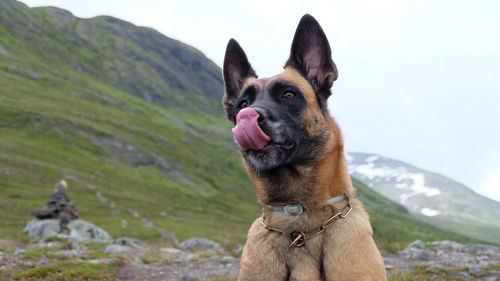 Close-up of dog by mountain against sky