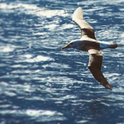 Close-up of seagull flying over water