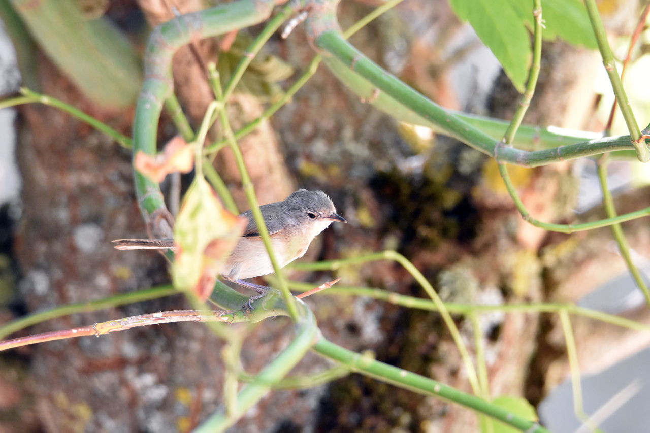 CLOSE-UP OF A BIRD PERCHING ON PLANT