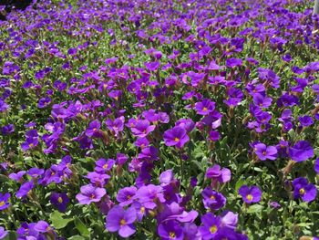 Close-up of purple flowers