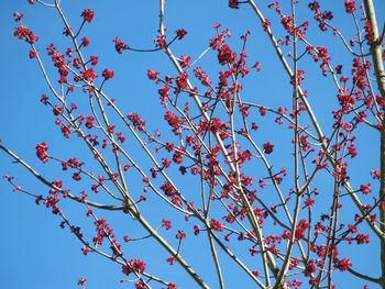 Low angle view of cherry blossom against blue sky