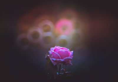 Close-up of pink rose flower