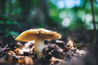 Close-up of fly agaric mushroom