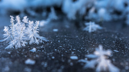 Close-up of snowflakes on ice