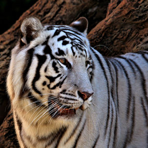 Close-up of tiger