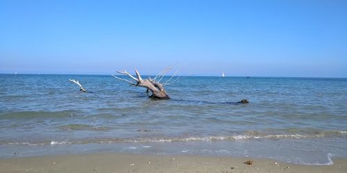 Scenic view of sea against clear sky