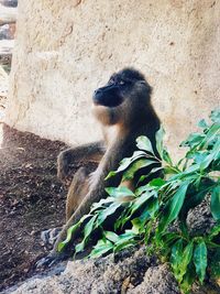 Monkey sitting on rock