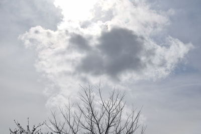 Low angle view of tree against sky