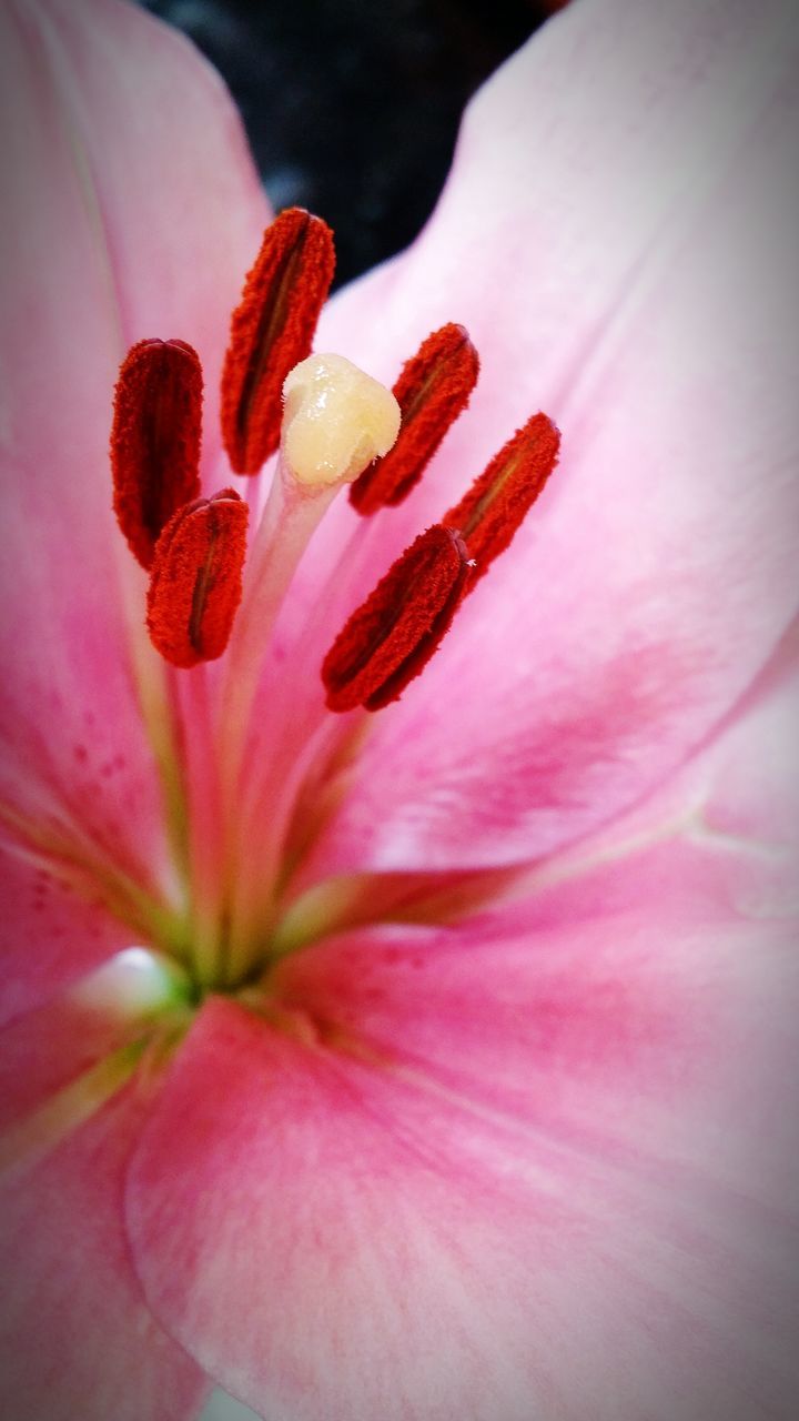 flower, petal, flower head, fragility, freshness, stamen, close-up, pink color, beauty in nature, pollen, nature, single flower, growth, selective focus, pink, full frame, blooming, no people, macro, in bloom