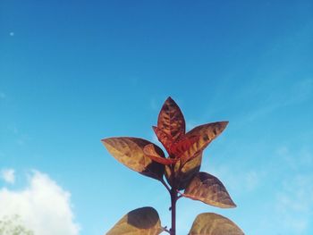 Low angle view of autumn leaves against sky