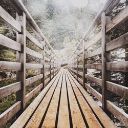 Railroad tracks amidst trees