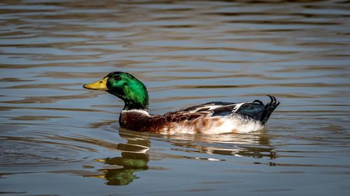 Mallard duck swimming in lake