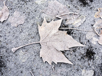Close-up of maple leaf