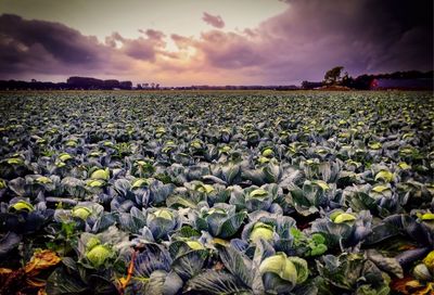 View of corn field against cloudy sky