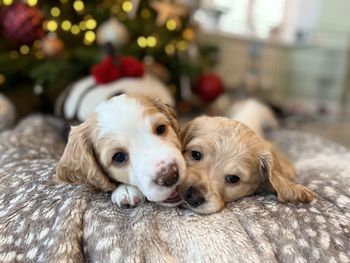 Festive playful puppies -cocker spaniels 