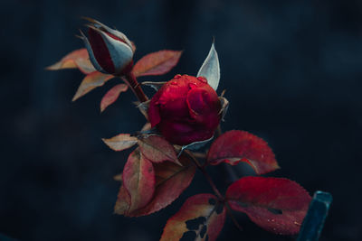 Close-up of red roses on plant