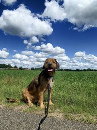 Dog looking away on field