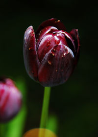 Close-up of red flower bud against black background