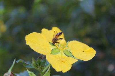 Close-up of insect on yellow flower