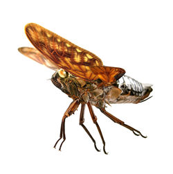 Close-up of insect on white background