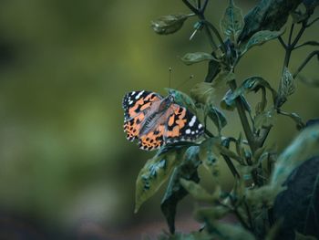 Close-up of butterfly pollinating flower