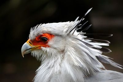 Close-up of bird
