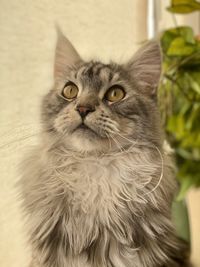 Close-up portrait of a cat