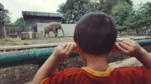 Rear view of boy holding ears at railing against elephant in zoo