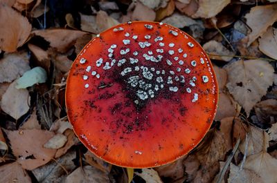 Close-up of fly agaric mushroom on field