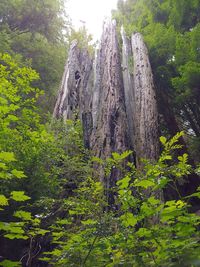 View of trees in forest