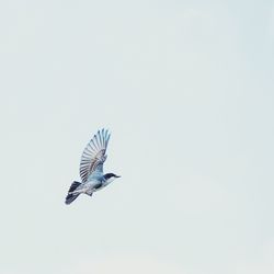 Low angle view of bird flying against clear sky