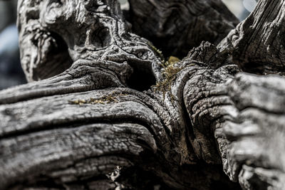 Close-up of tree trunk