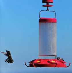 Red bird flying against blue sky