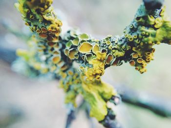 Close-up of yellow flower growing on tree