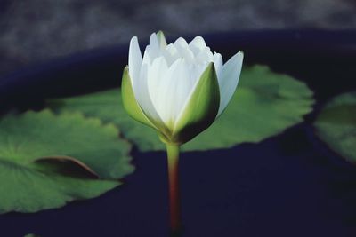 Close-up of white water lily in pond