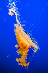 Close-up of jellyfish against blue background