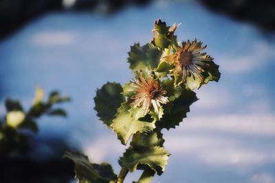 Low angle view of plant