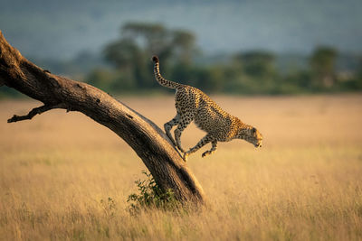 Side view of cheetah jumping on land
