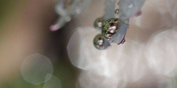 Close-up of spider