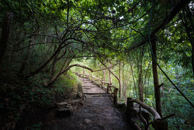 Footpath amidst trees in forest