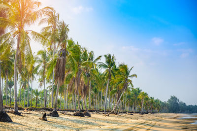 Palm trees on beach against sky