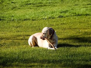 View of grassy field